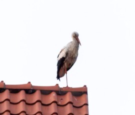 (c) andreas.c.klein@gmail.com